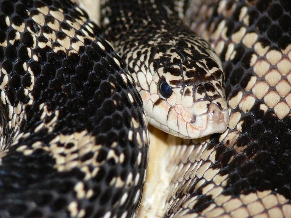 female northern pine