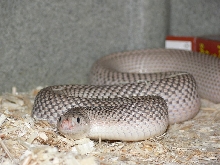 florida pine '03 patternless male