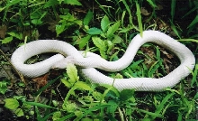 fla pine leucistic '02 female