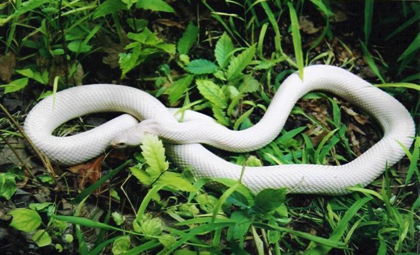 fla pine leucistic '02 female