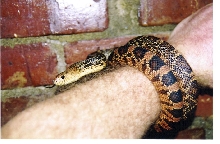 ruthveni female2 '05