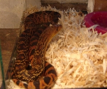 ruthveni '05 female