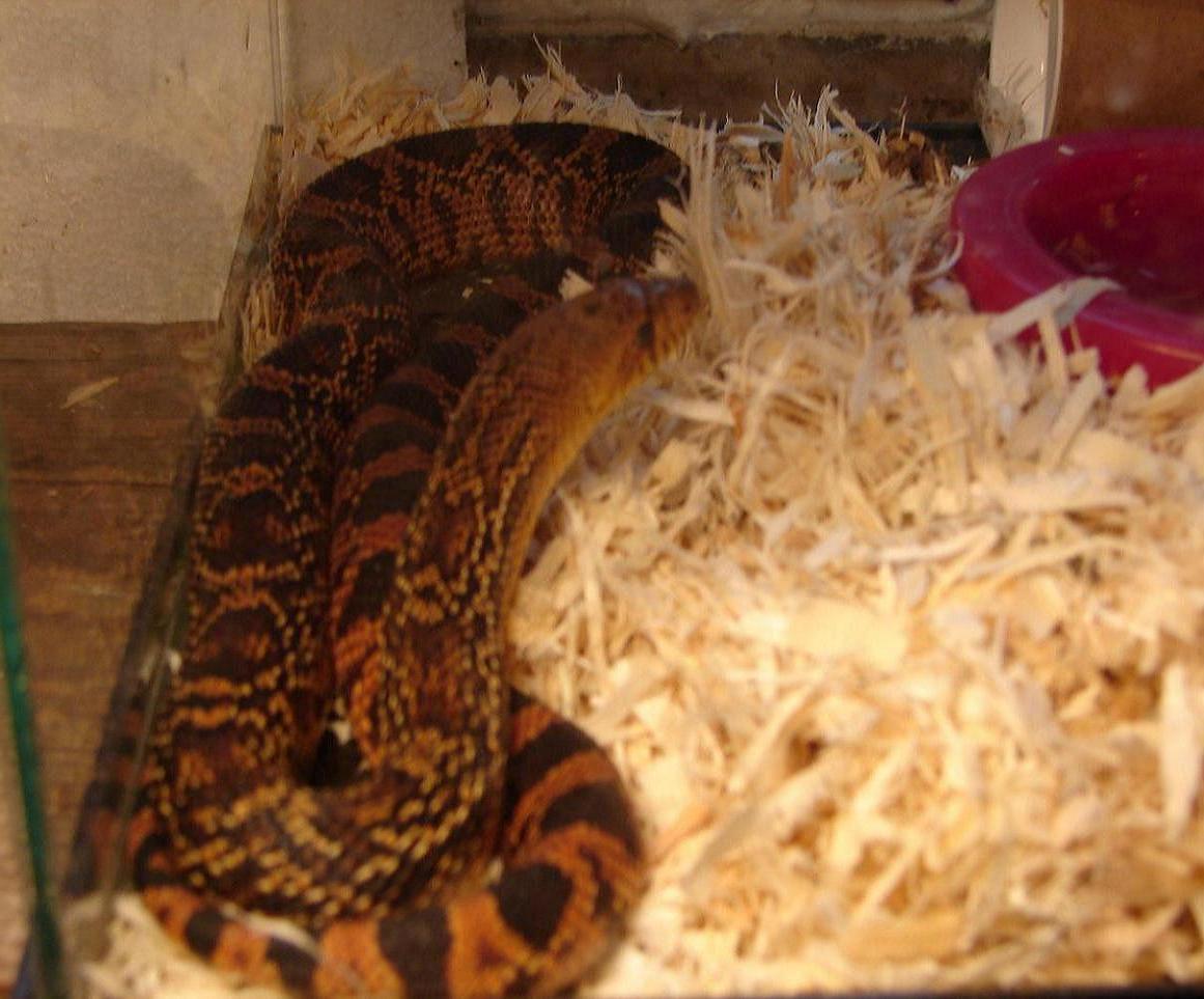 ruthveni '05 female