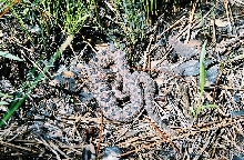 pigmy