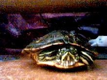 this pic goes with message what kind of turtle is this