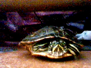 this pic goes with message what kind of turtle is this