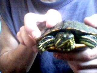 goes with what kind of turtle is this?