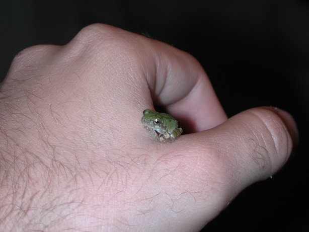 What is this?