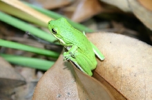 Green Tree Frog