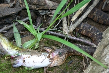 Snake found eating... yummy...