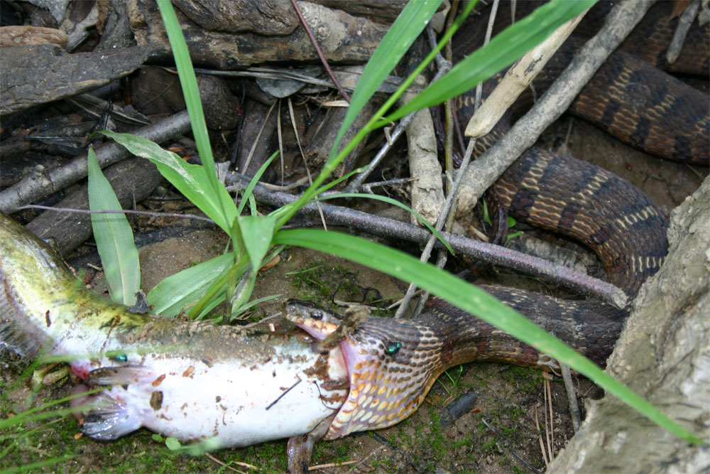 Snake found eating... yummy...
