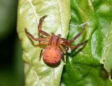 Crab Spider or Orbweaver?