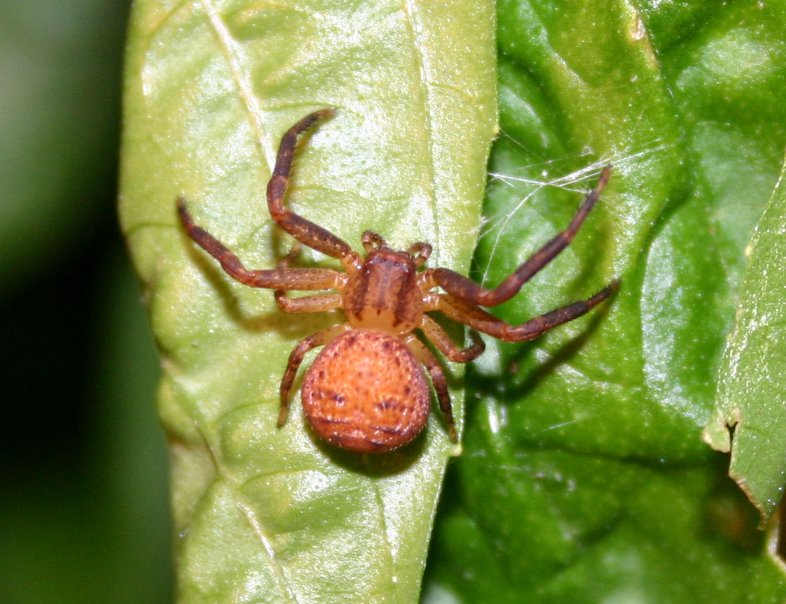Crab Spider or Orbweaver?
