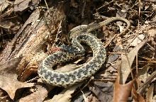 Eastern Garter Snake