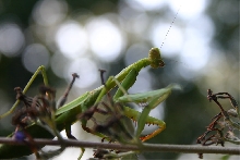 Mantis