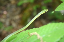 RoughGreen