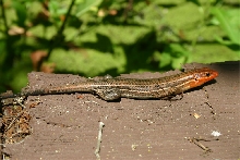 Skink