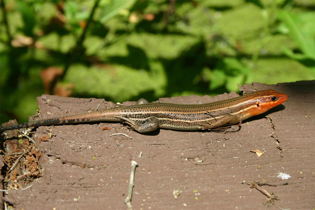 Skink
