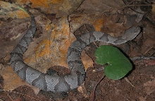 Baby Copperhead