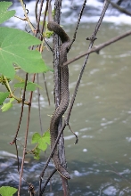 Which Water  Snake?