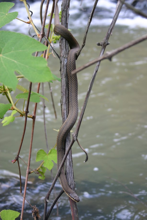 Which Water  Snake?