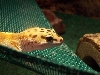 trixie on her hammock