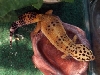 in water dish