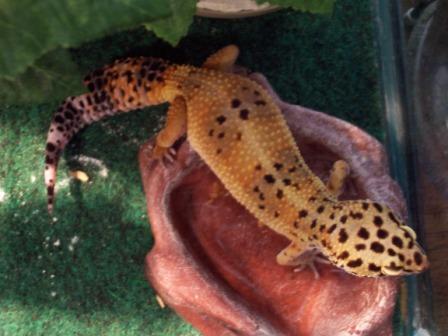 in water dish
