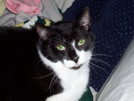 cat