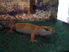my gecko is so cute