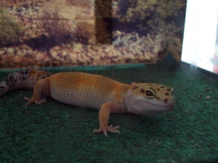 my gecko is so cute