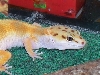 another gecko pic