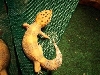 trixie about to shed