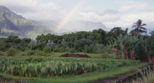 Hanalei Rainbow