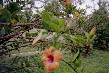 Roadside Hibiscus