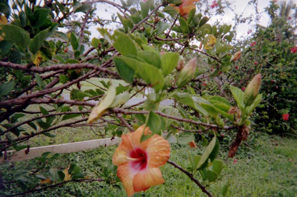 Roadside Hibiscus