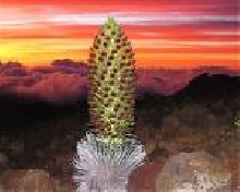 Silversword