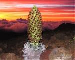 Silversword