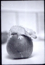 Gollum Peach