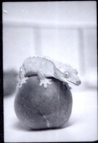 Gollum Peach