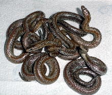 My first clutch of rosys!!!!