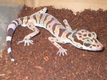 Goniurosaurus Araneus