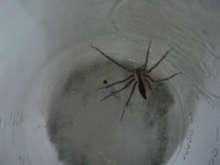 Wood spider???
