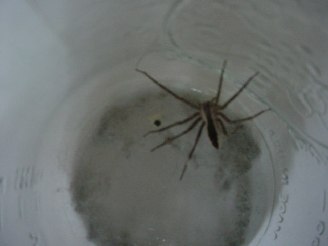 Wood spider???