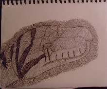 drawing of a bar-neck scrub python