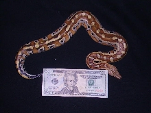 Python curtus