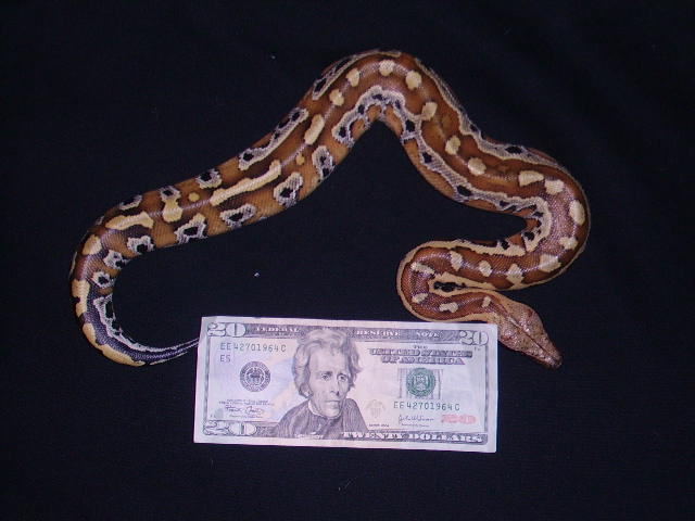 Python curtus