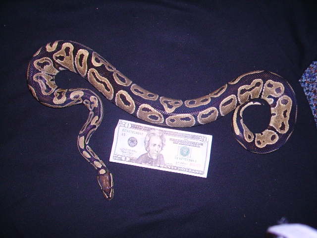 Ball python