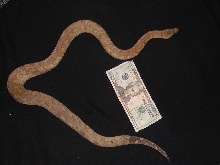 Candoia Carinata