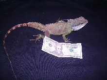Chinese water Dragon
